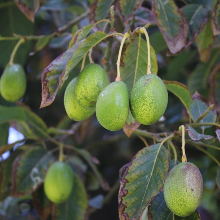 6 Reasons Avocado Trees Drop Leaves (& How to Fix It) Couch to Homestead
