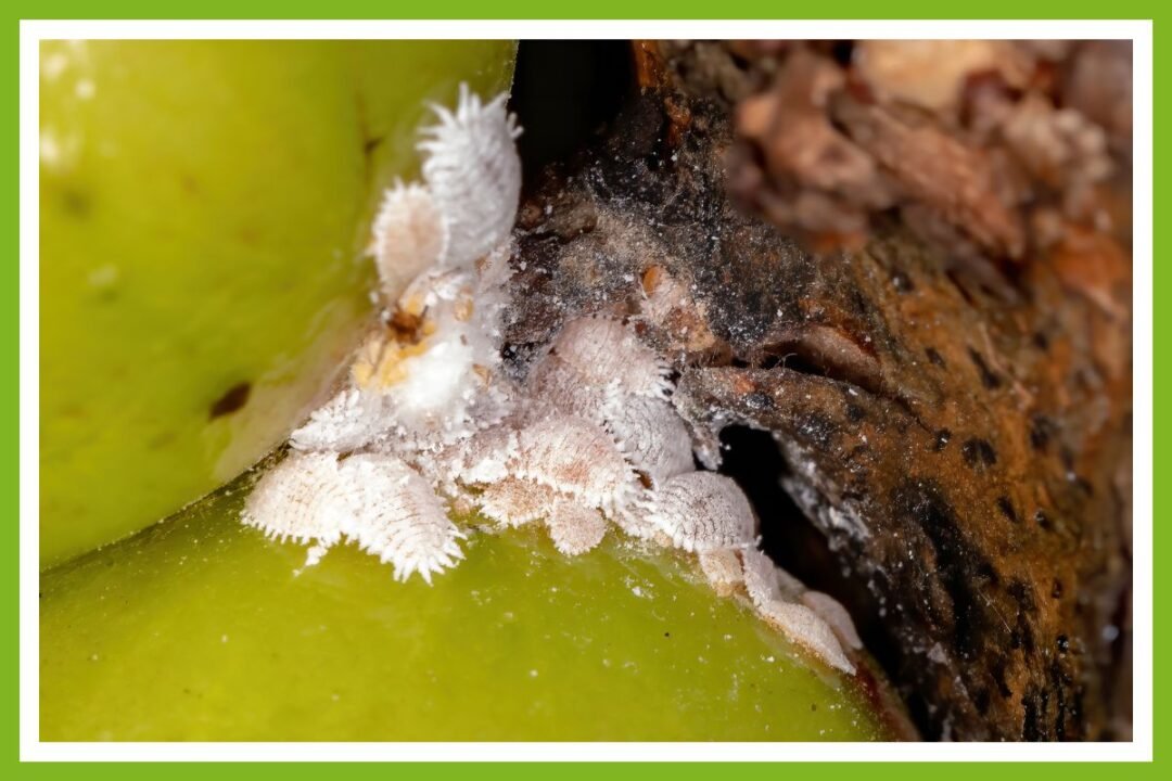 4 Reasons Pineapple Plants Get Brown Leaves (& How to Fix) Couch to