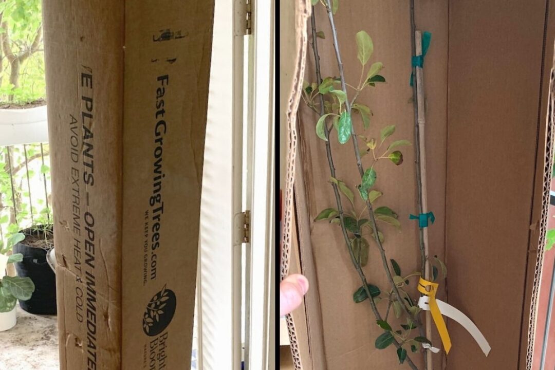 3 Quick Steps To Revive a Dying Citrus Tree Couch to Homestead