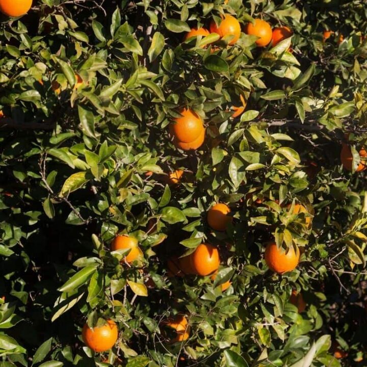 The Top 10 Companion Plants for Orange Trees Couch to Homestead