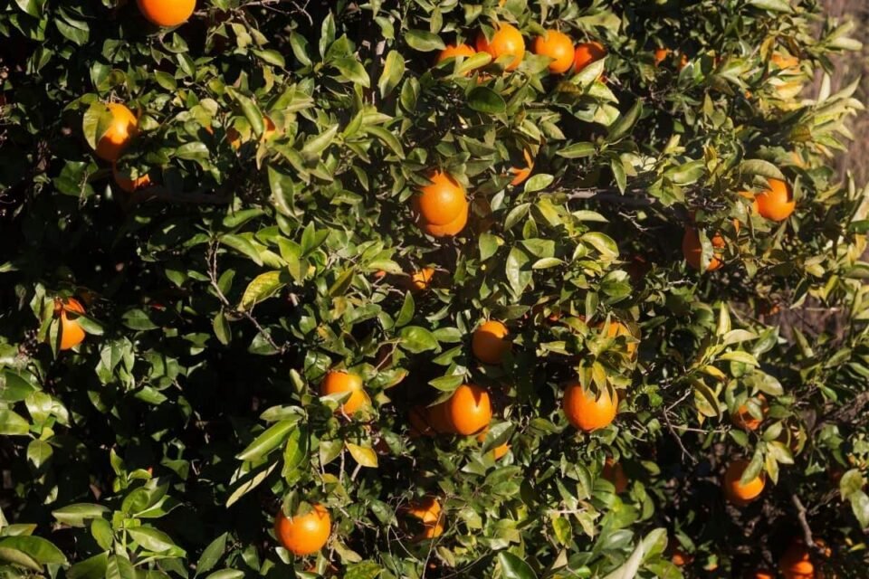 When Do Orange Trees Bloom? (& 6 Ways to Get