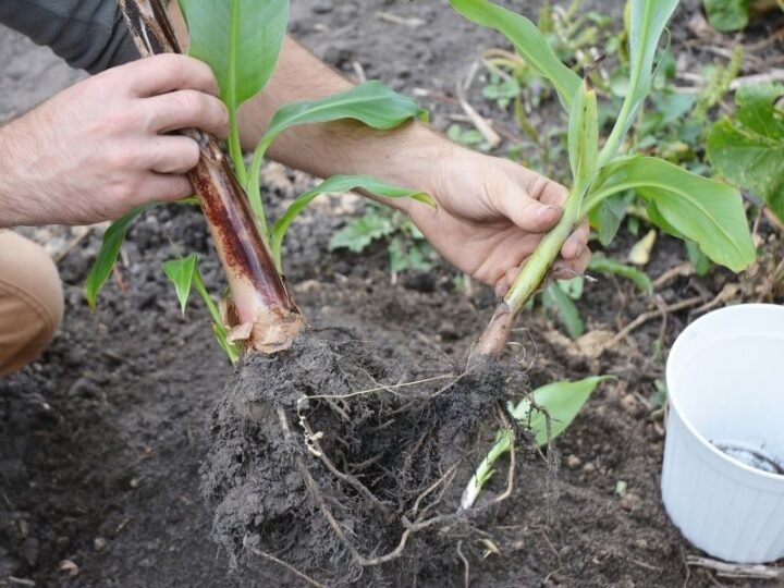 How to Fix Black Leaves on Banana Plants (4 Ways) Couch to Homestead