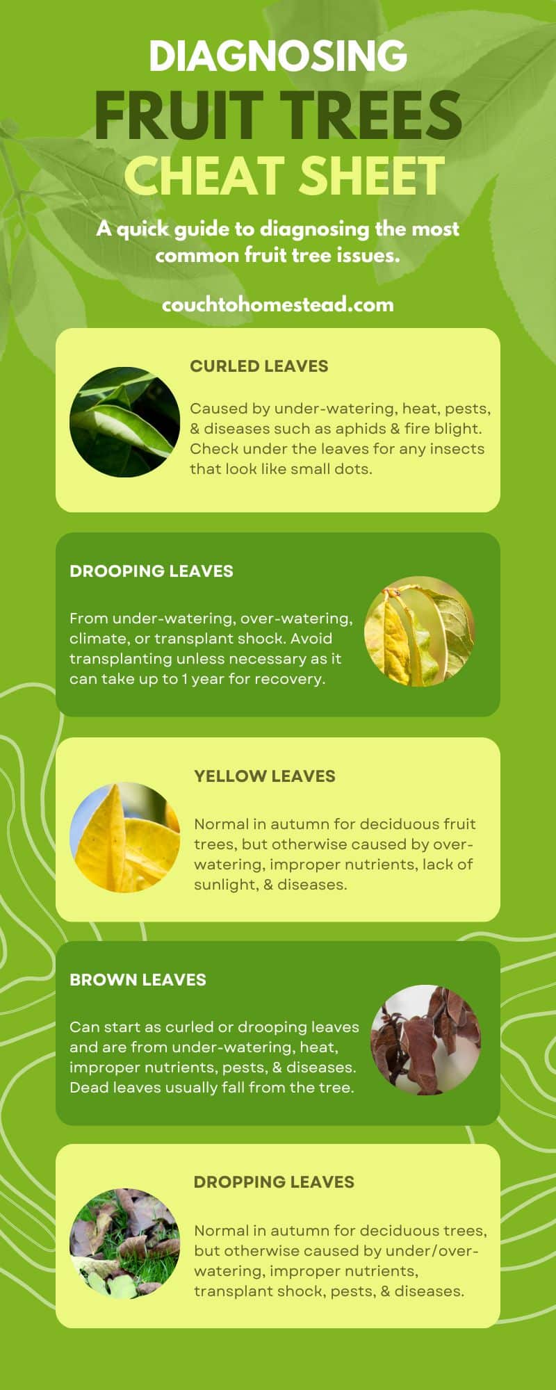 6 Reasons Why Cherry Trees Won’t Fruit (and How To Fix It) Couch to