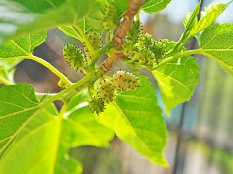 Are Mulberry Trees Invasive (& Are Their Roots Damaging)? – Couch to ...