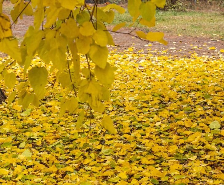 Why Mulberry Trees Drop Their Leaves (& How to Fix It) Couch to Homestead