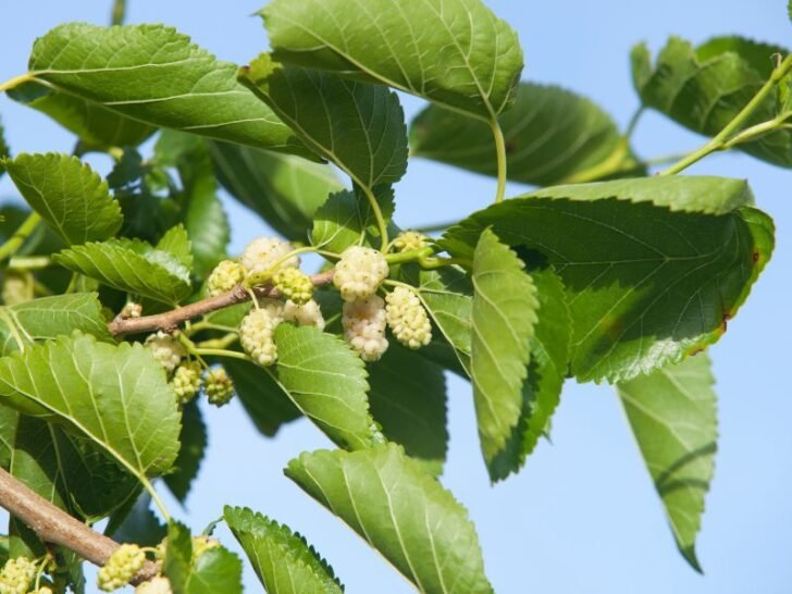 Why Mulberry Trees Are Illegal (the Truth) Couch to Homestead