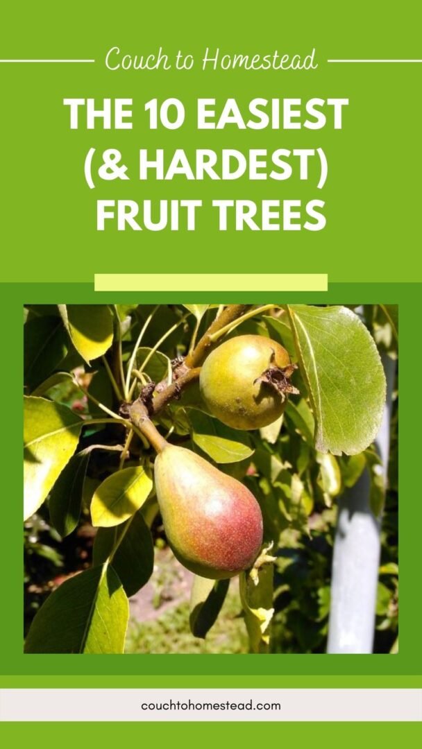 The 10 Easiest Fruit Trees To Grow (& The 5 Hardest) – Couch to Homestead