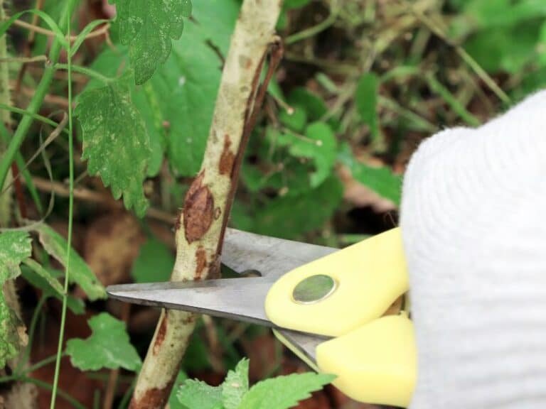3 Quick Steps to Revive A Dying Blackberry Bush Couch to Homestead