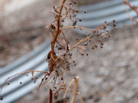 How to Revive A Dying Raspberry Plant (3 Quick Steps) – Couch to Homestead