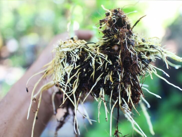 Are Mulberry Trees Invasive (& Are Their Roots Damaging)? Couch to Homestead