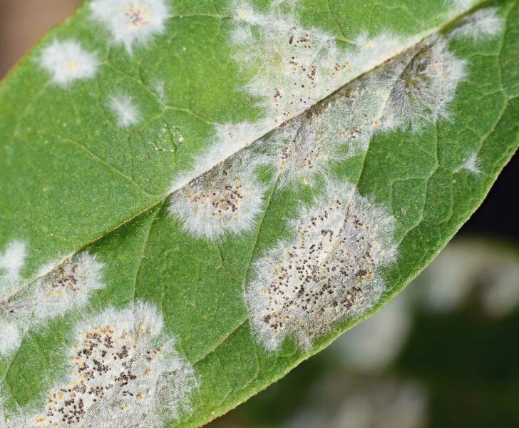 6 Reasons Citrus Trees Get White Leaves (& How to Fix It) Couch to