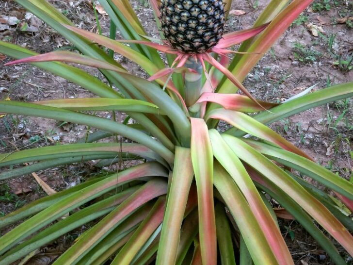 Yellow Leaves on a Pineapple Plant (6 Causes & Fixes) Couch to Homestead