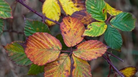 Blackberry bush with yellow leaves
