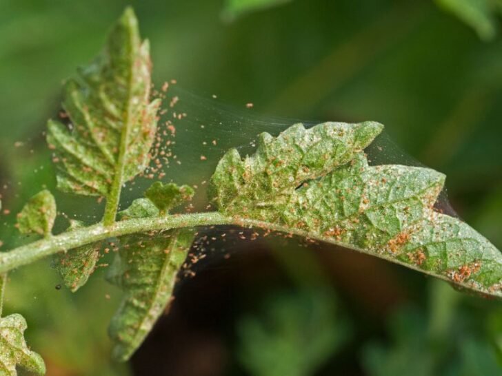 Aphids In Raspberry Raspberry Plants Not Growing: 5 Causes & Fixes – Couch to Homestead