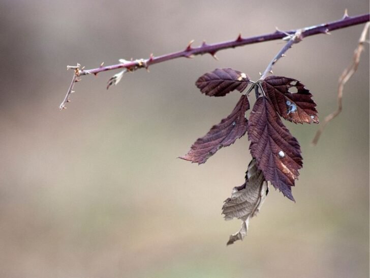 Why Blackberry Bushes Drop Leaves & How to Fix It Couch to Homestead