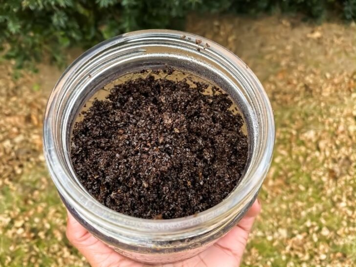 Are Coffee Grounds & Eggshells Good for Blackberry Bushes? Couch to