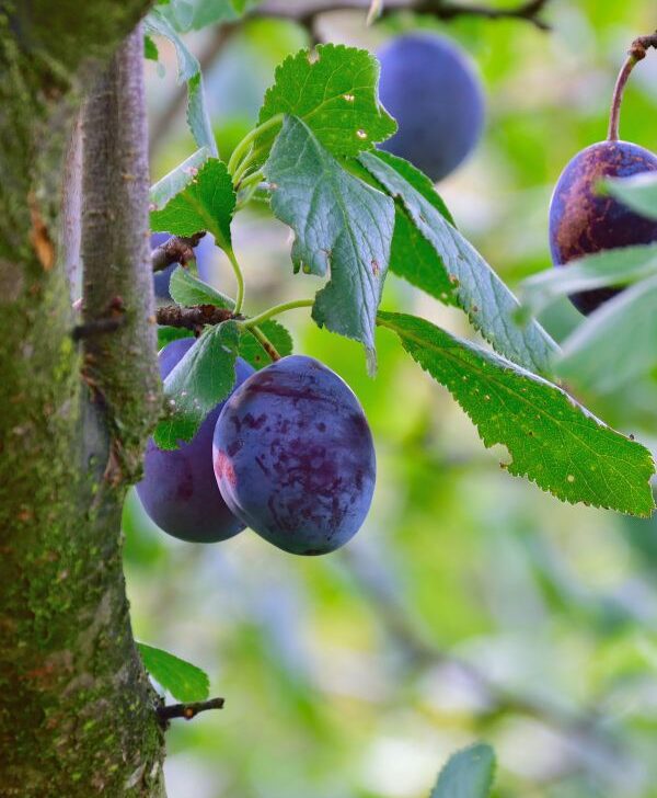 The 10 Best Companion Plants for Plum Trees Couch to Homestead