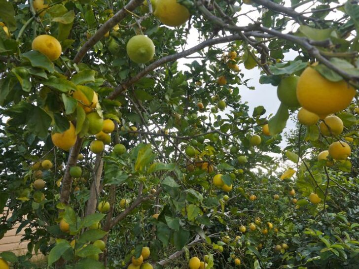3 Quick Steps To Revive a Dying Citrus Tree Couch to Homestead