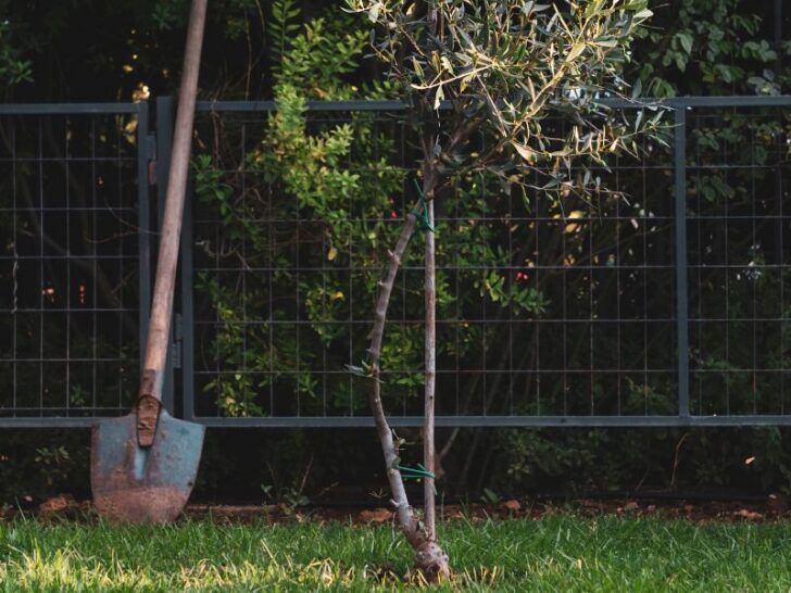 3 Quick Steps to Save a Dying Olive Tree Couch to Homestead