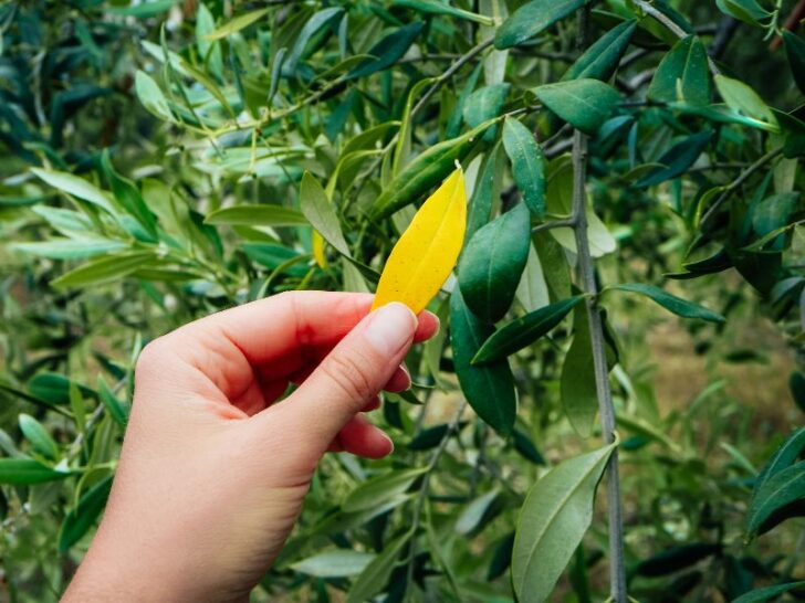 5 Reasons Why Olive Trees Drop Their Leaves (& Fixes) Couch to Homestead