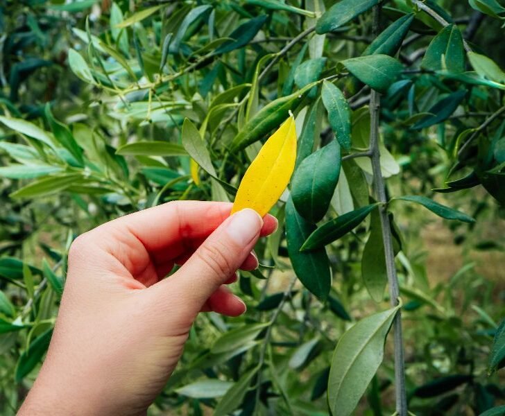 How to Fix Yellow Leaves on Olive Trees (4 Ways) Couch to Homestead