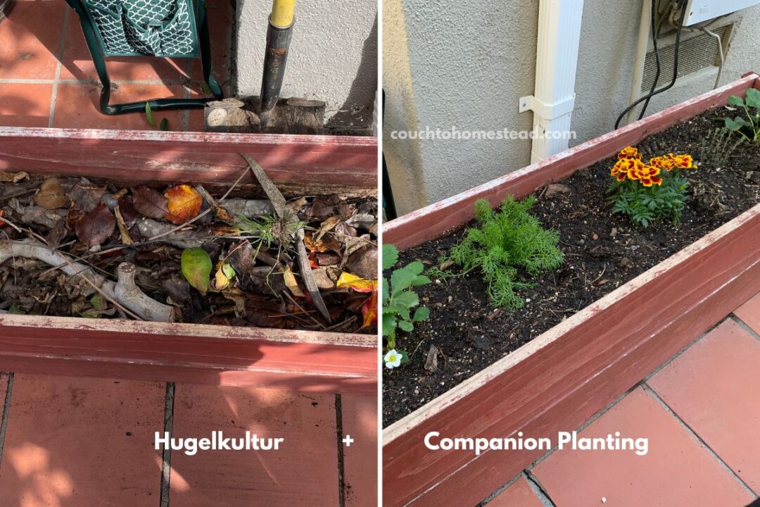 How To Save A Dying Strawberry Plant (3 Quick Steps) Couch to Homestead