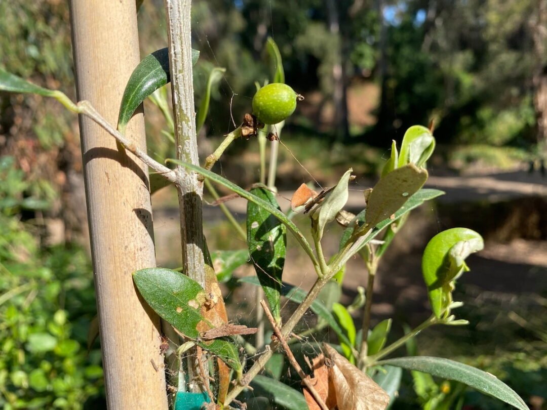 5 Reasons Why Olive Trees Drop Their Leaves (& Fixes) – Couch to Homestead