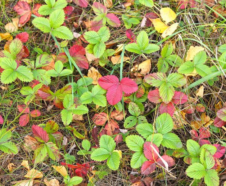 Red Leaves on Strawberry Plants 6 Causes (& Fixes) Couch to Homestead
