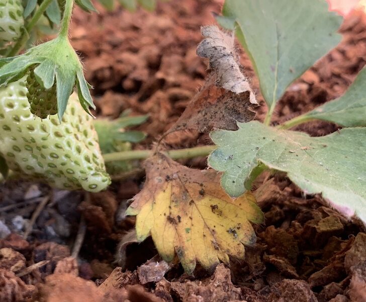 How To Save A Dying Strawberry Plant (3 Quick Steps) Couch to Homestead