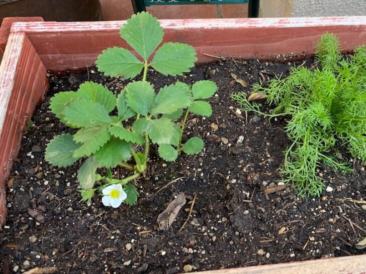How To Save A Dying Strawberry Plant (3 Quick Steps) Couch to Homestead