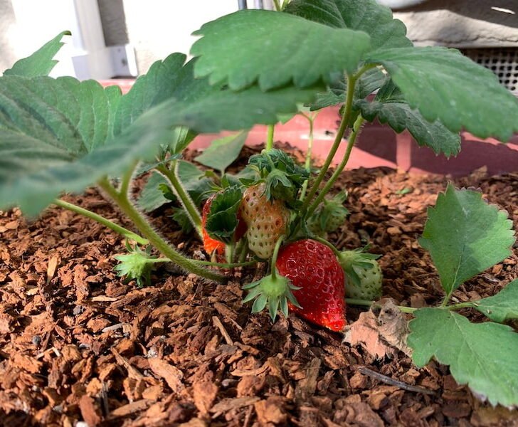 5 Reasons Why Strawberry Plants Won’t Fruit Couch to Homestead