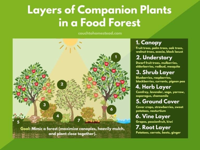 The 10 Best Companion Plants for Citrus Trees Couch to Homestead