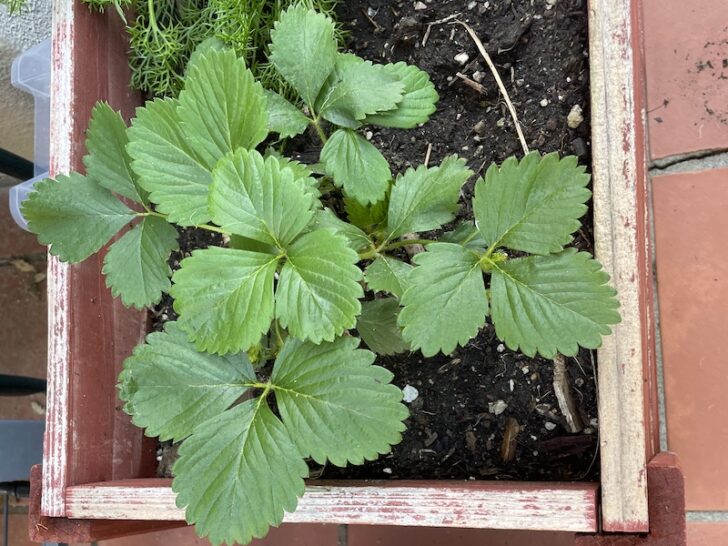 4 Ways to Fix Drooping & Wilting Leaves on Strawberry Plants Couch to