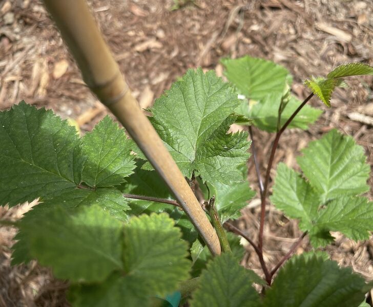 Blackberry Plant Leaves Curling (5 Causes & How To Fix It) Couch to