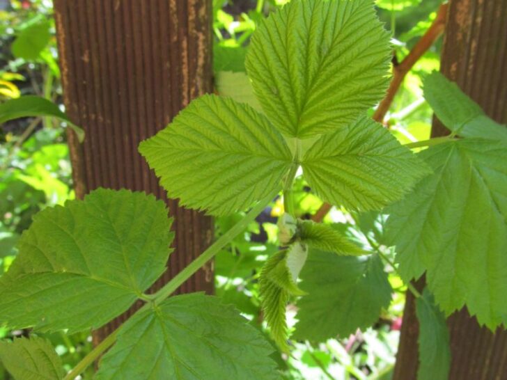 Raspberry Plants Not Growing 5 Causes & Fixes Couch to Homestead