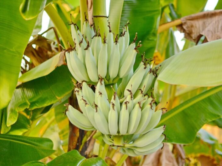Why Banana Plants Get Droopy Leaves (& How To Fix It) Couch to Homestead