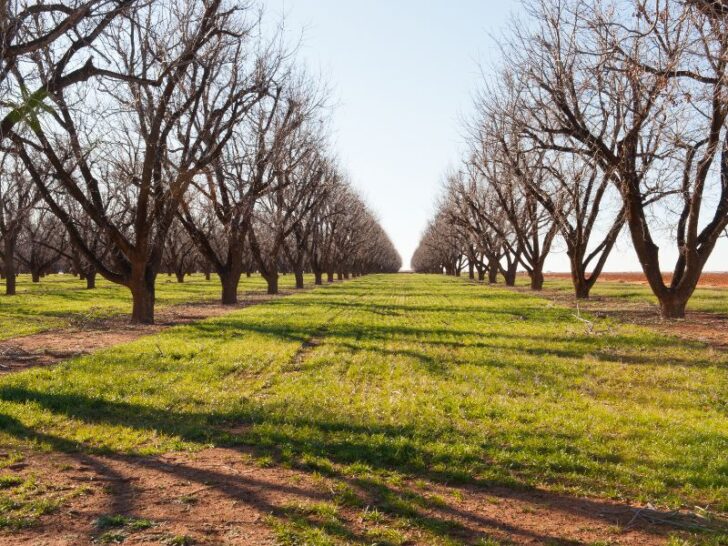 The 10 Best Fruit Trees to Grow in Texas Couch to Homestead