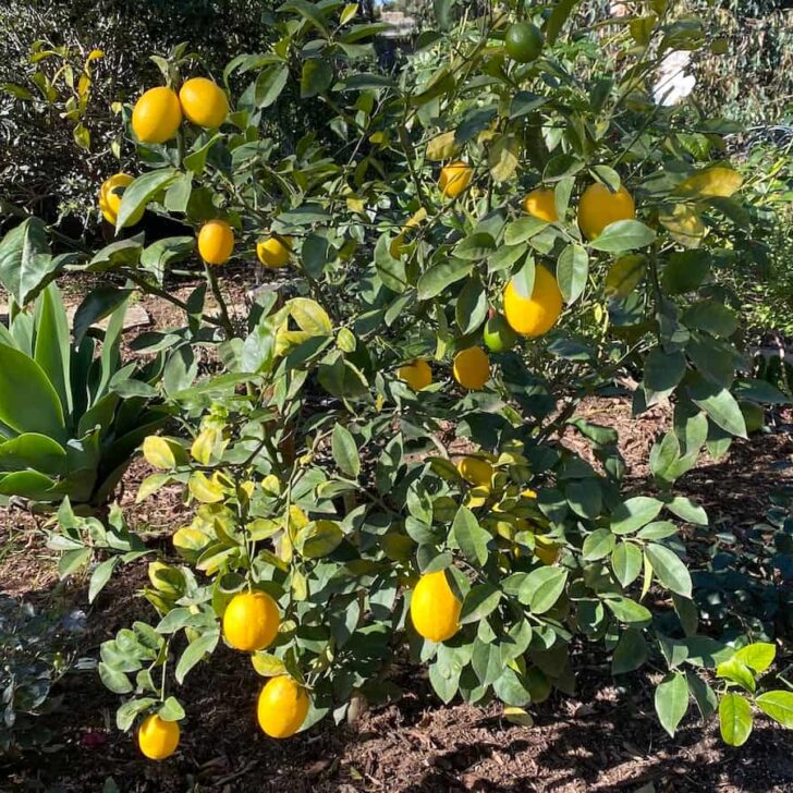 3 Quick Steps to Save a Dying Lemon Tree Couch to Homestead