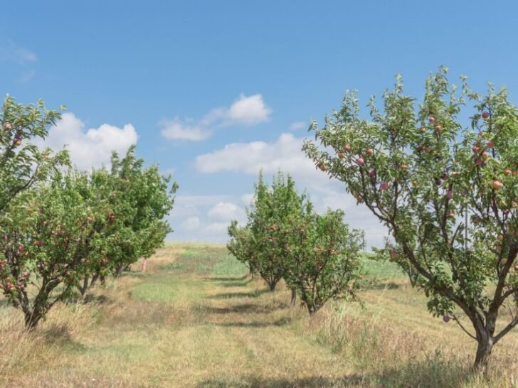 The 10 Best Fruit Trees to Grow in Texas Couch to Homestead
