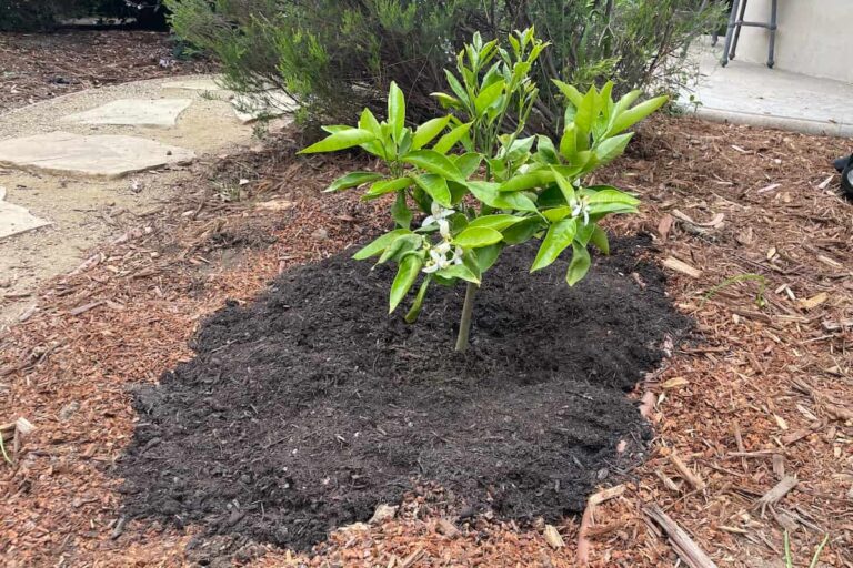 3 Quick Steps to Save a Dying Lemon Tree Couch to Homestead