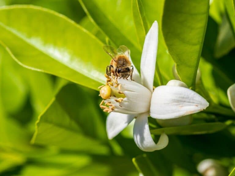 When Do Orange Trees Bloom? (& 6 Ways to Get More Flowers) Couch to