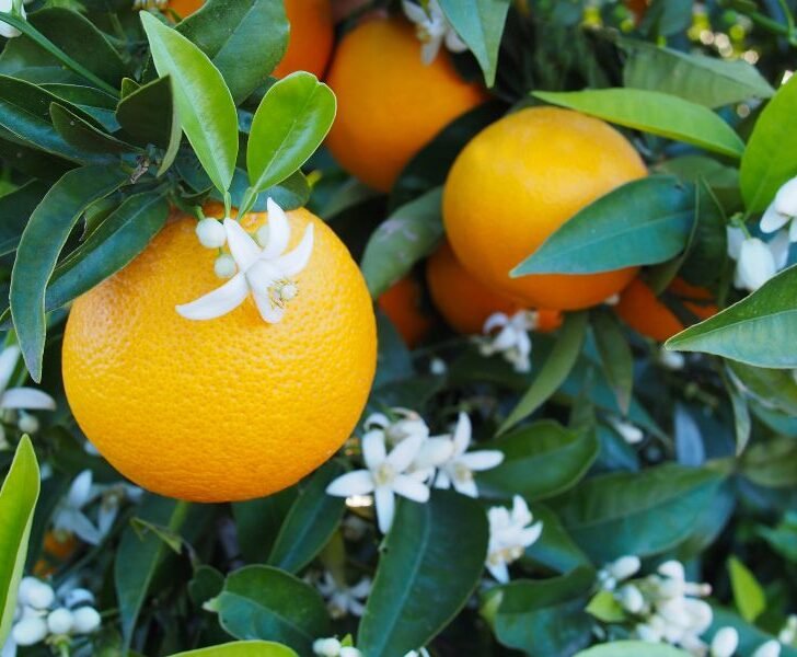 When Do Orange Trees Bloom? (& 6 Ways to Get More Flowers) Couch to